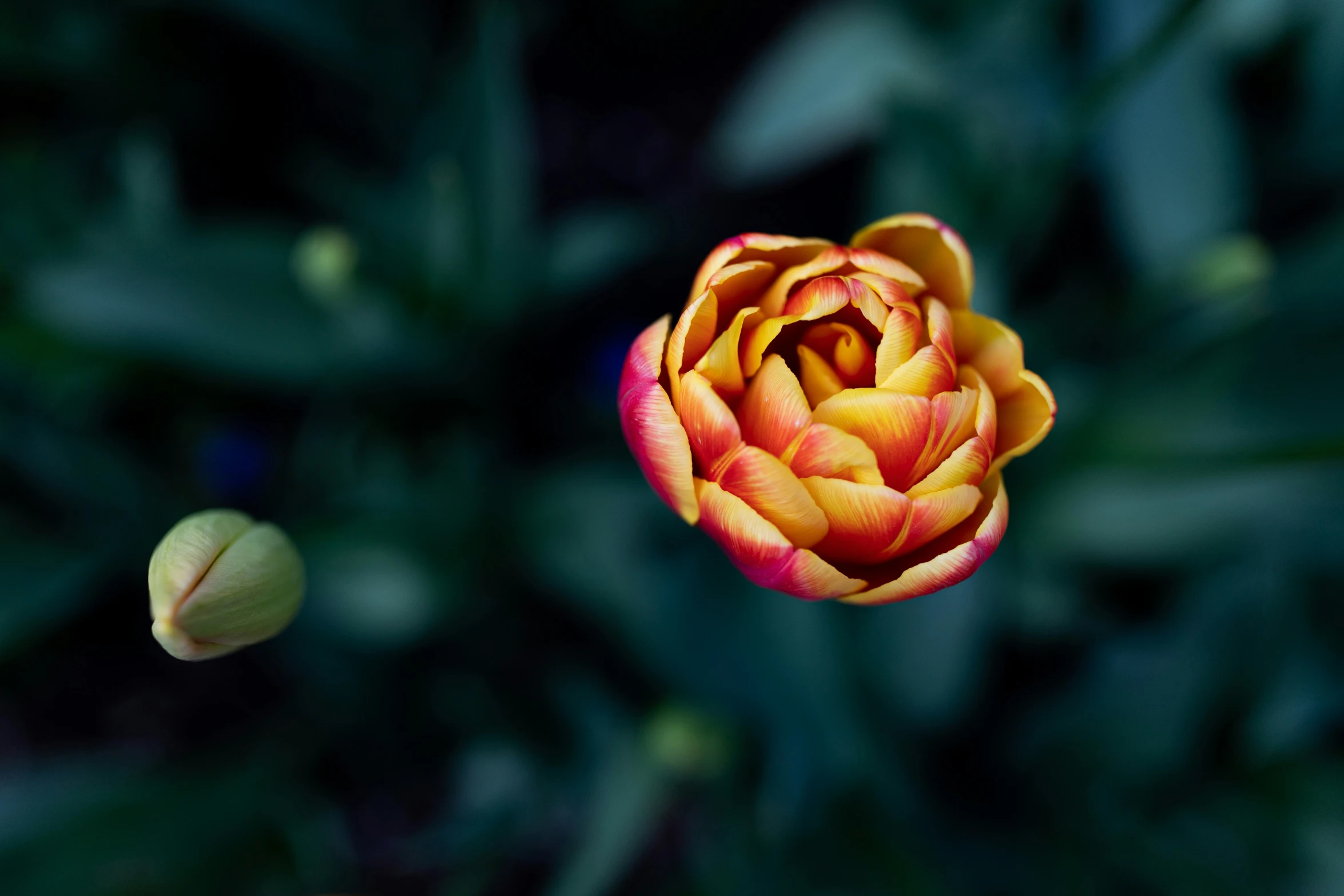 two flowers with leaves in the background