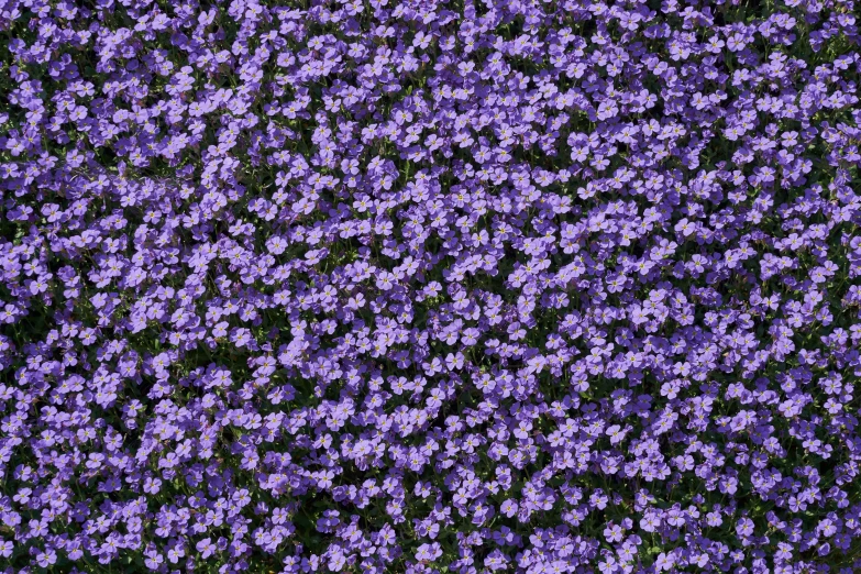 a bunch of purple flowers in the ground