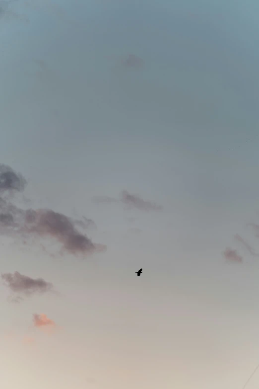 a bird flying in the sky on a cloudy day