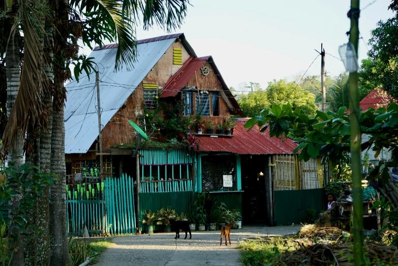 a dog is seen walking on the driveway