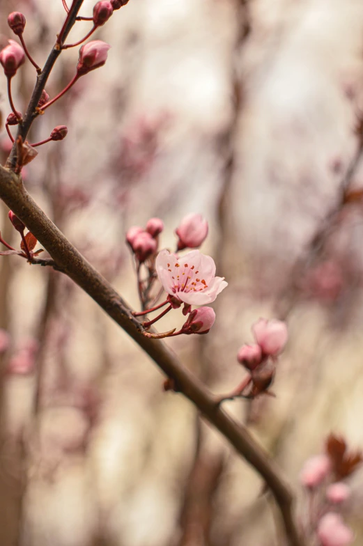 there is a small white flower in the trees