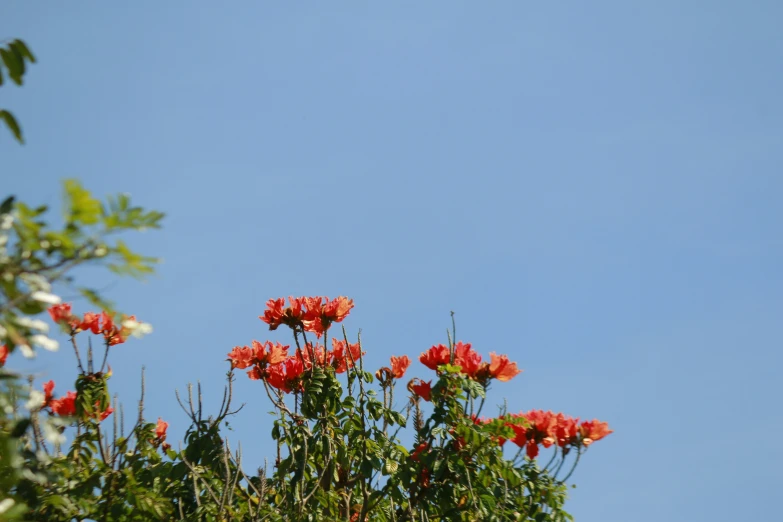 red flowers bloom on top of the tops of some trees