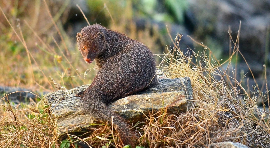 a grey animal that is sitting on a rock
