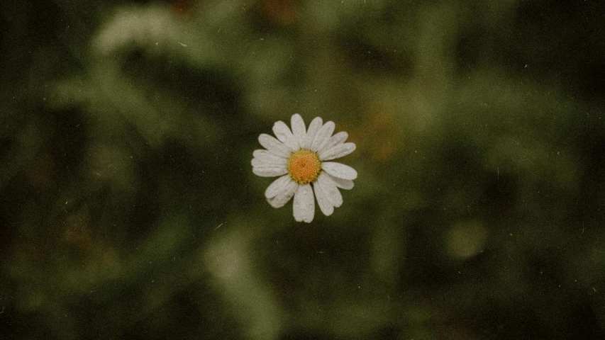 a lone white daisy is visible through the window