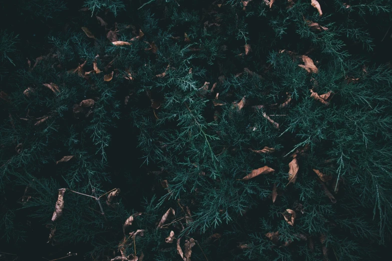 some very thick leaves and some bushes