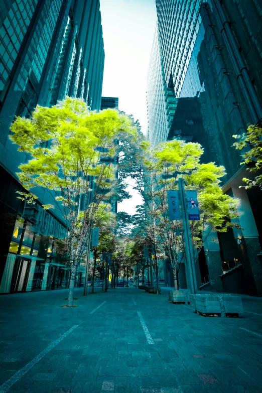 an empty street with tall buildings and trees in the middle of it