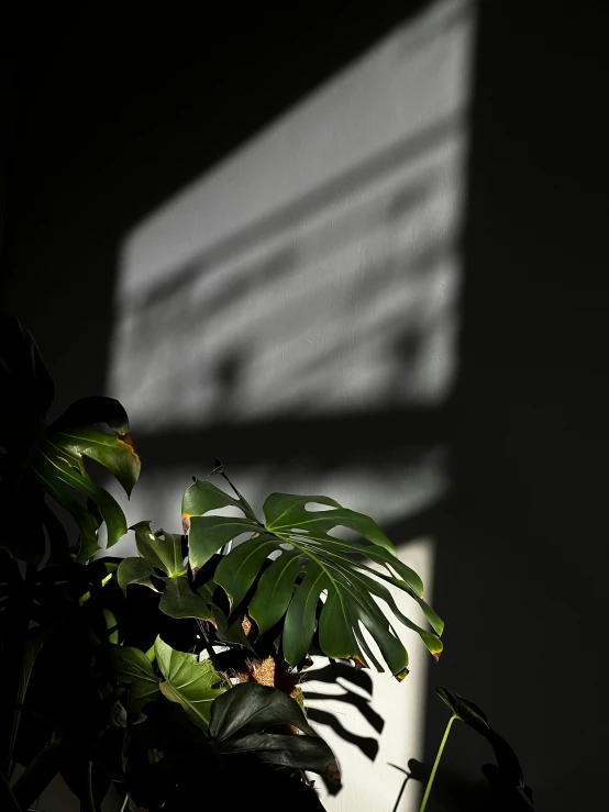 shadow cast on a plant in front of the wall