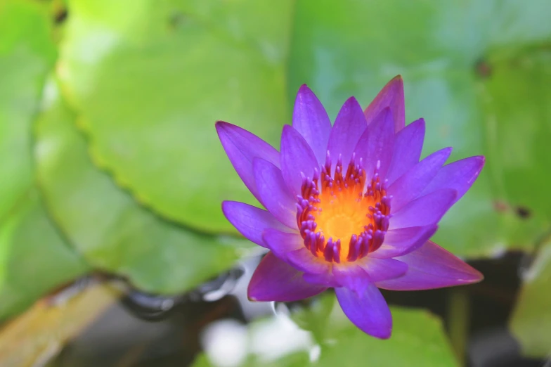 the large purple flower has red stigma and petals