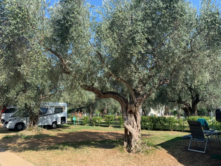 a field with chairs, a tree and a camper