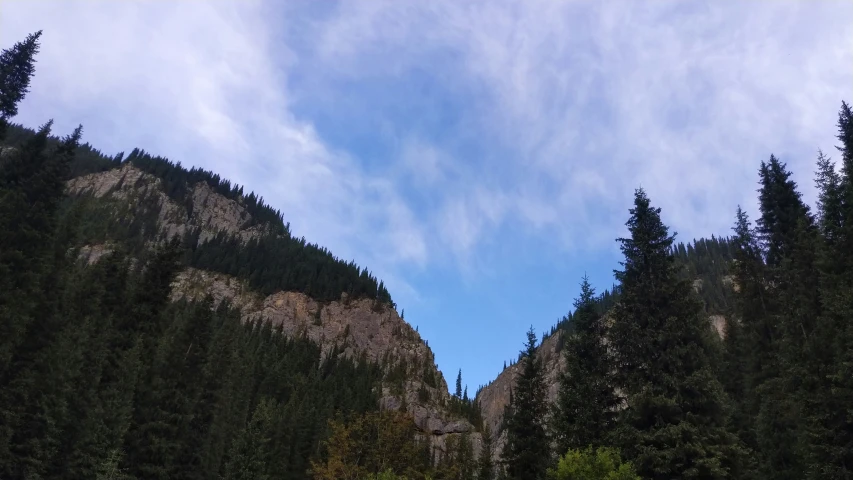 a group of trees stand in the mountains with a sky background