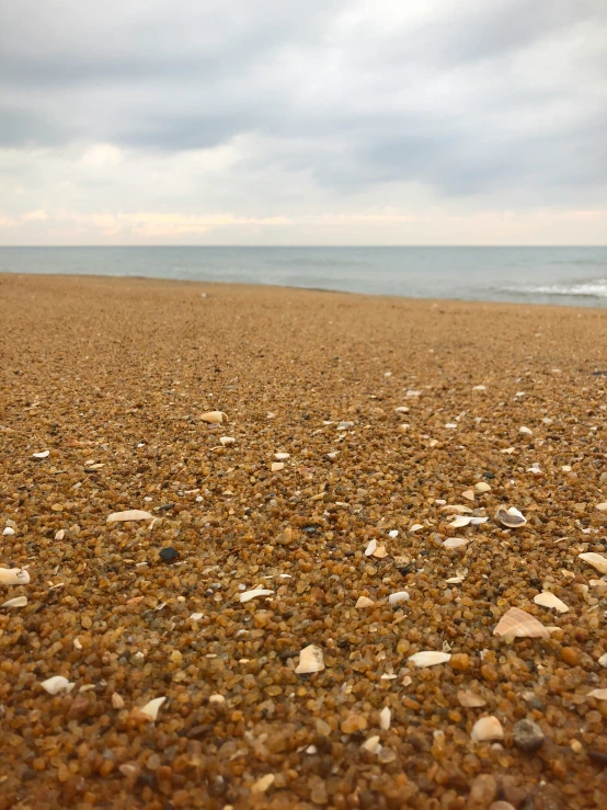 a group of shells and sea pebbles on a beach