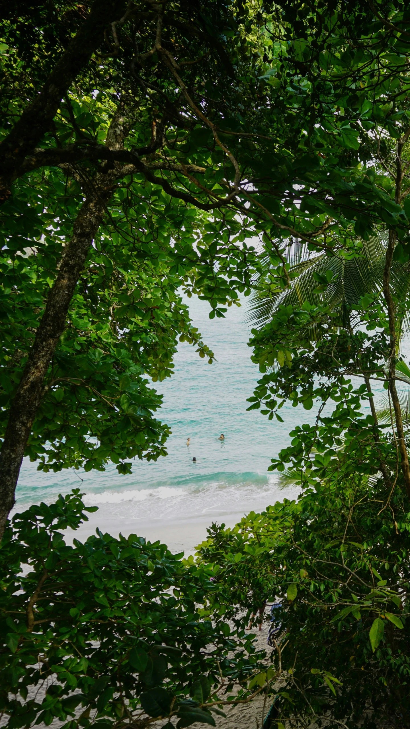 the view from below of trees and beach area