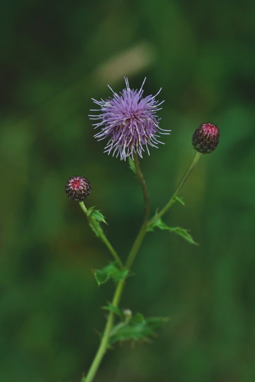 a purple flower bud in the foreground, and another flower in the back ground