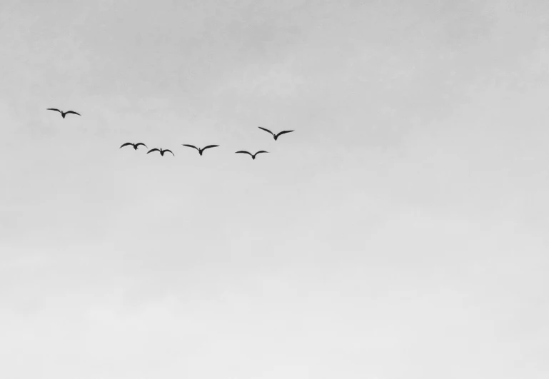 some birds flying around in the air during the day