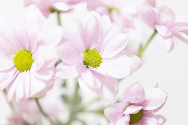 the background of several different types of flowers