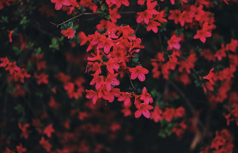 this is an image of some red flowers