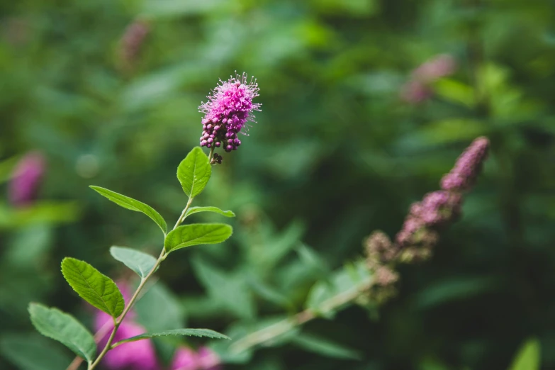 some small purple flowers and leaves near one another