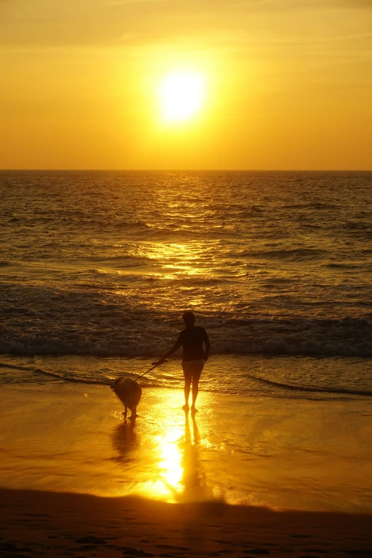 two dogs on the beach and a woman standing next to them