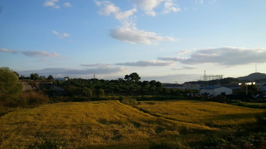 large field full of lush green grass under a blue cloudy sky