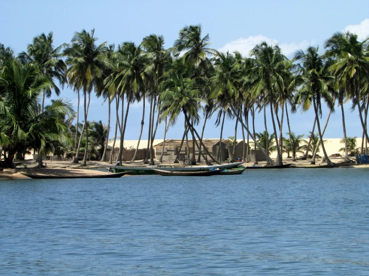 boats floating on a body of water near palm trees