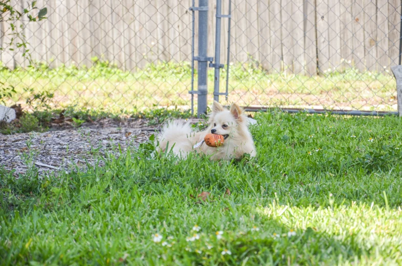 a dog is playing in the grass with a ball