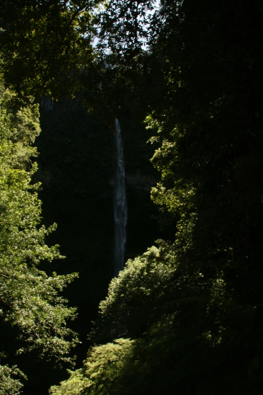 a forest of trees near the edge of a small waterfall