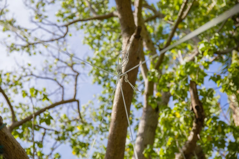 a spider web sitting in a tree during the day