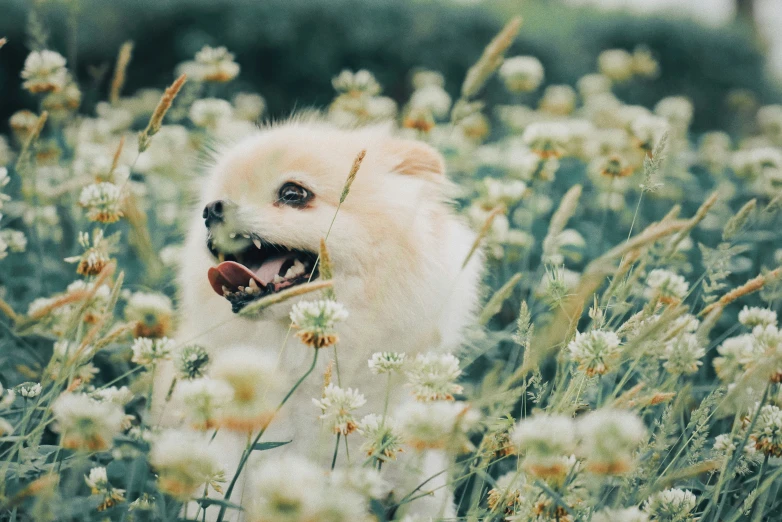 dog in a flower field that has white flowers