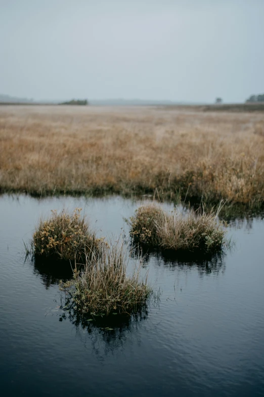 two small areas with little vegetation on the ground