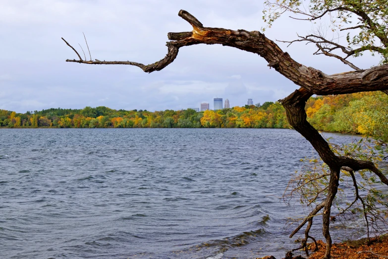 the nch of a tree sits on the edge of the water