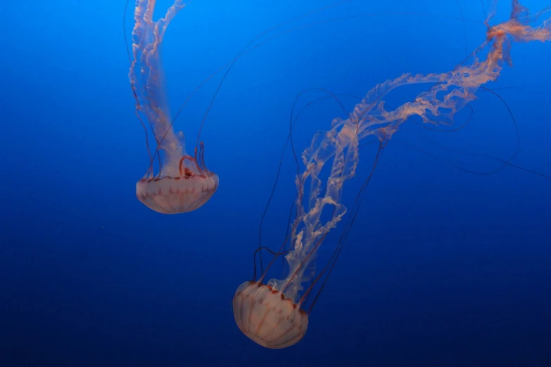 jellyfish swim in blue water next to each other