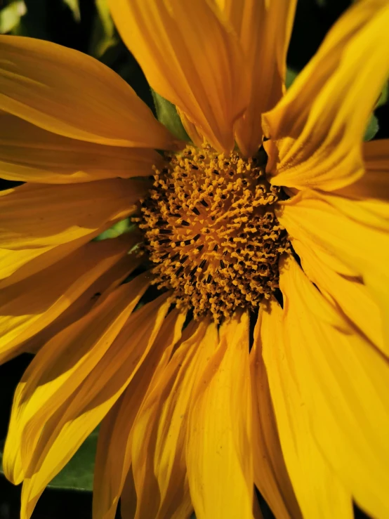 a large yellow sunflower in a field near a tree