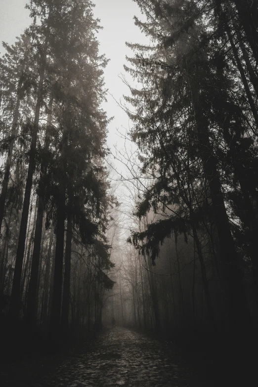 a black and white po of some trees and a street