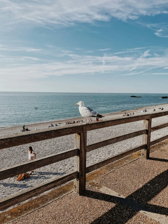 seagulls on a beach with a boardwalk and the ocean