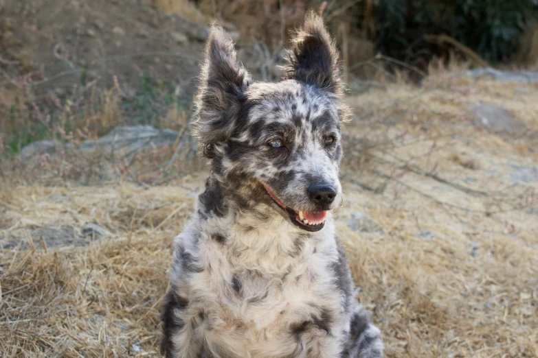 a black and gray spotted dog is sitting in a field