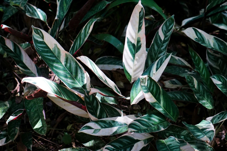 a close up of a large bush with green and white leaves