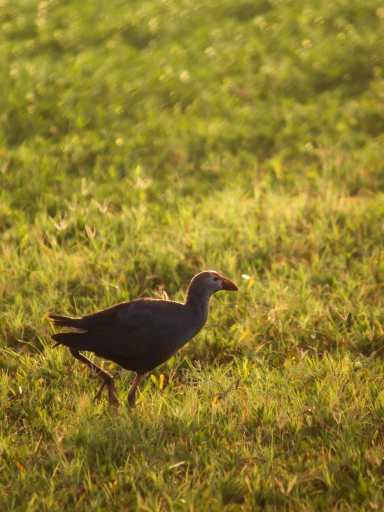 a bird walking through a field of grass