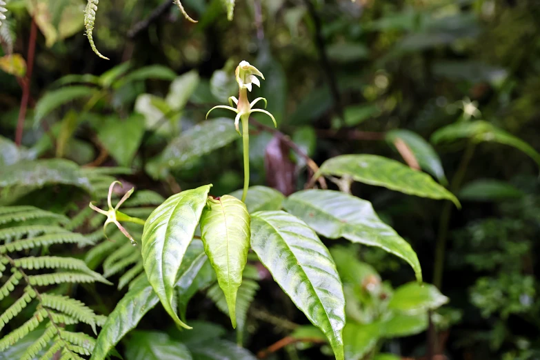 a large green plant has small flowers in it