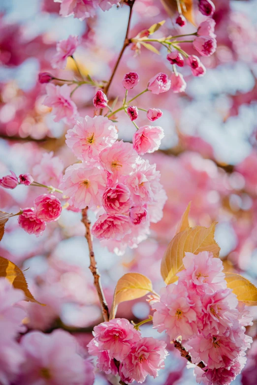 pink flowers are growing in a tree with yellow leaves