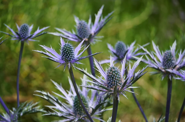 some purple flowers sitting next to each other on a field