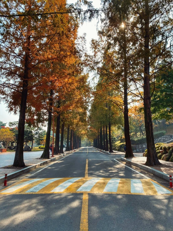 a street lined with tall trees next to a cross walk