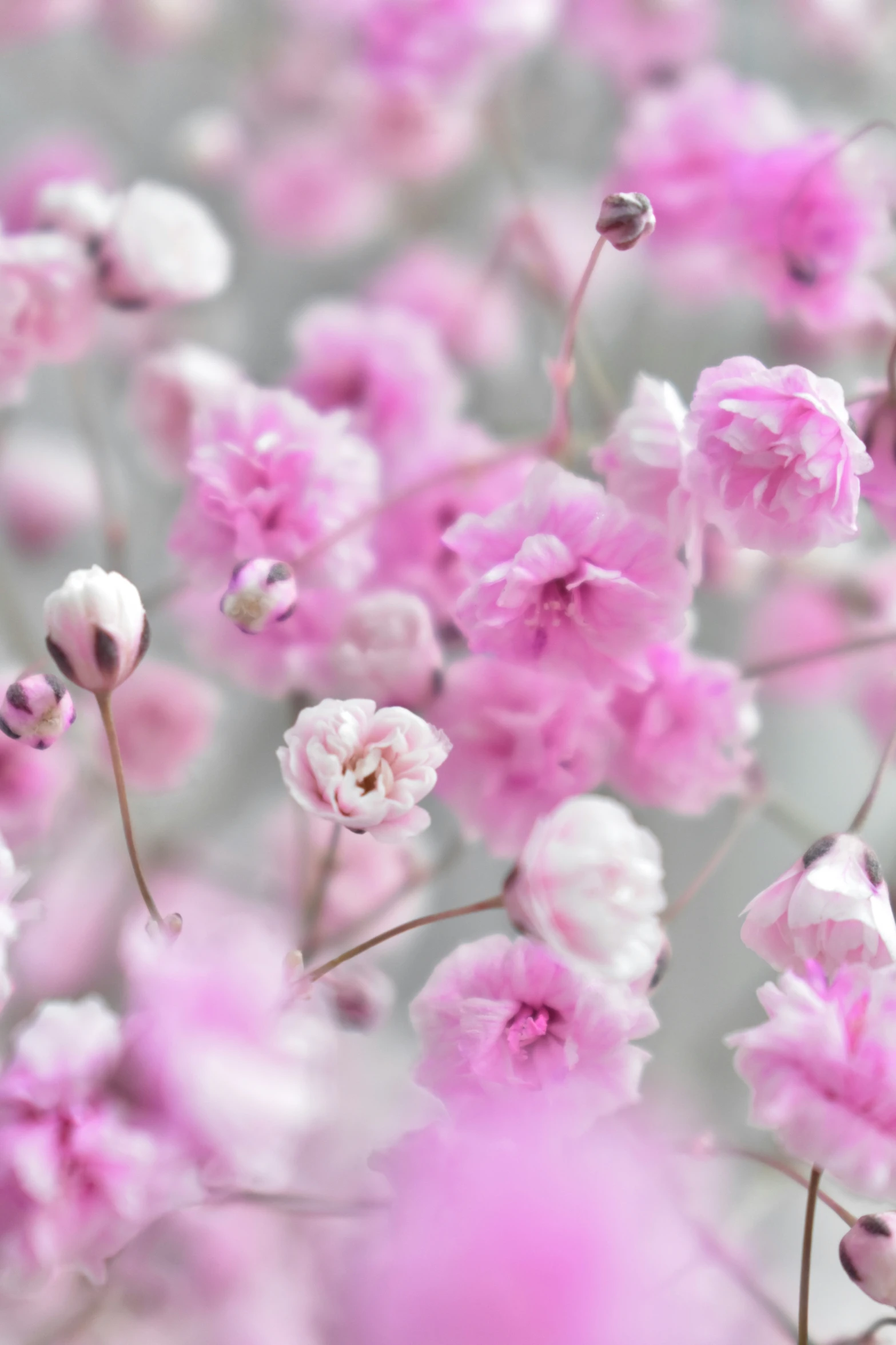 the pink flowers are in bloom by the tree