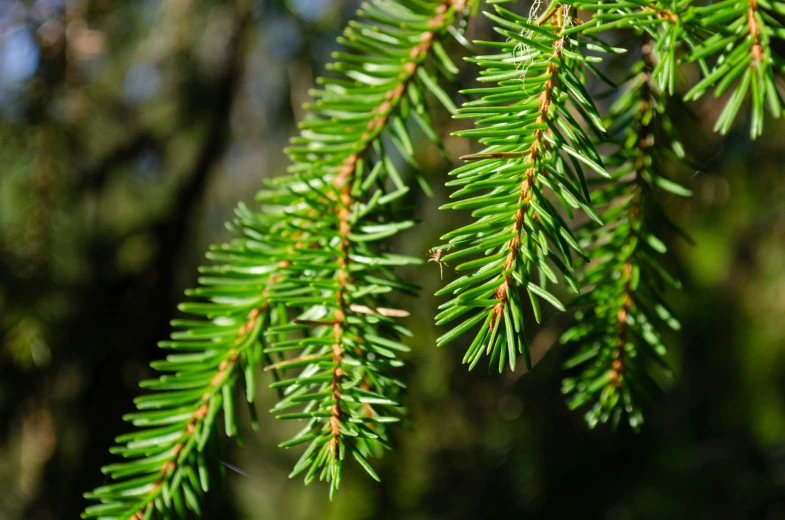 some green needles and a bunch of small red tipped pine needles