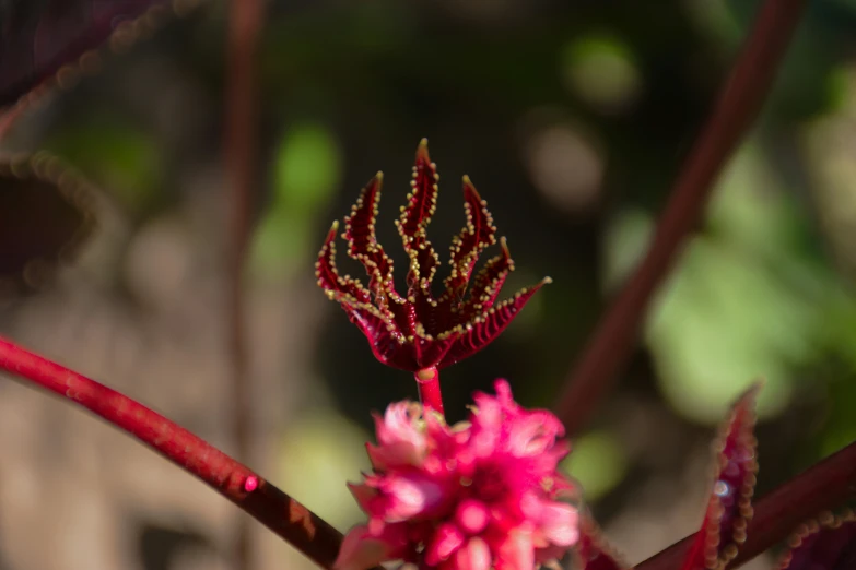 a red and pink flower is growing in the sun