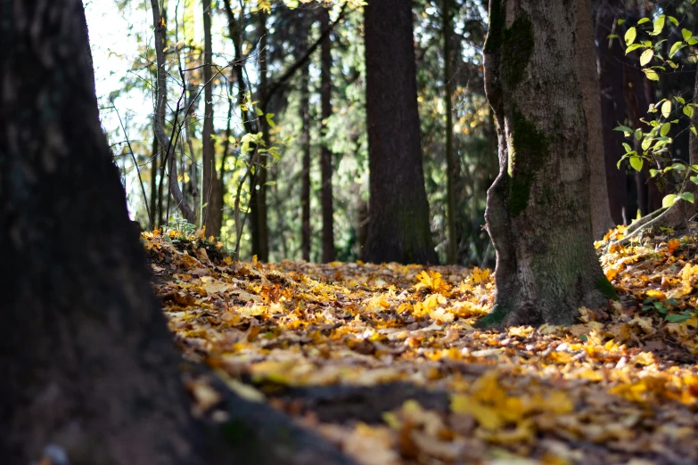 a forest filled with lots of trees and yellow leaves