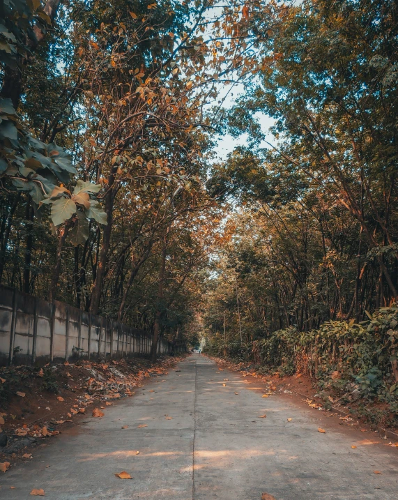 a paved pathway in a wooded area near trees