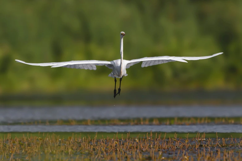 a white crane is flying through the air