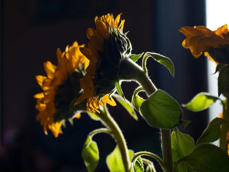 a very large sunflower with some leaves on it