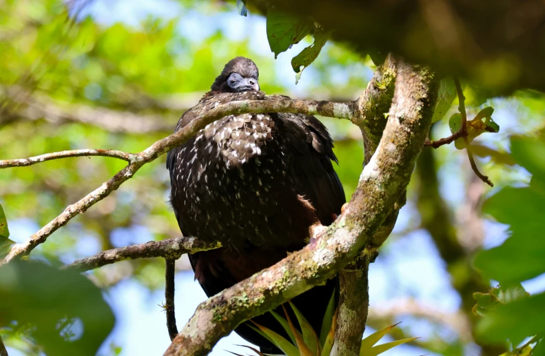 a bird sitting on a nch in the middle of a forest