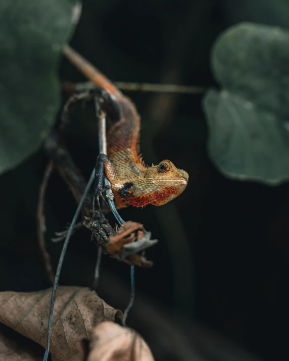 an orange and blue striped chamelon on a leaf